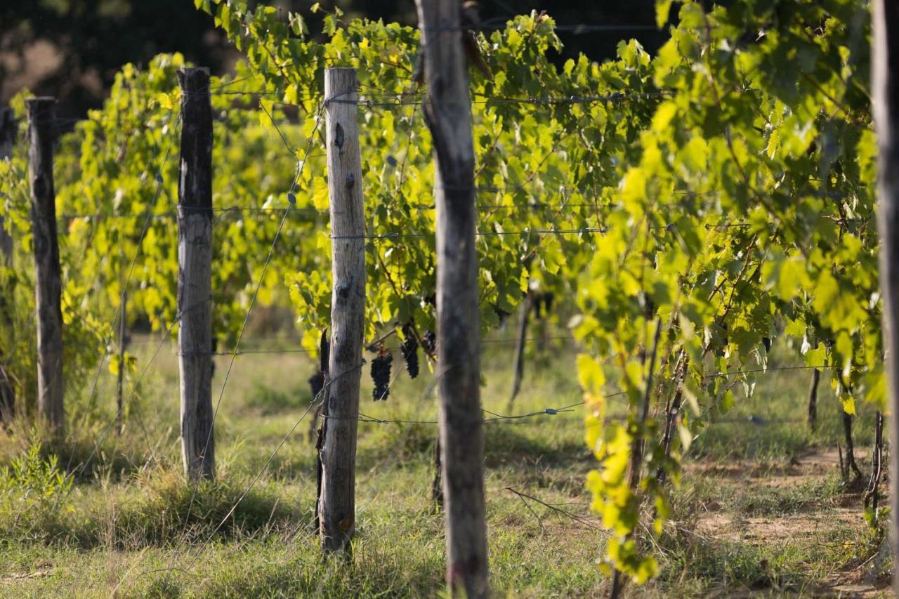Agriturismo Le Baccane Vinci Eksteriør bilde