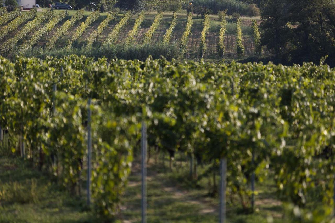 Agriturismo Le Baccane Vinci Eksteriør bilde