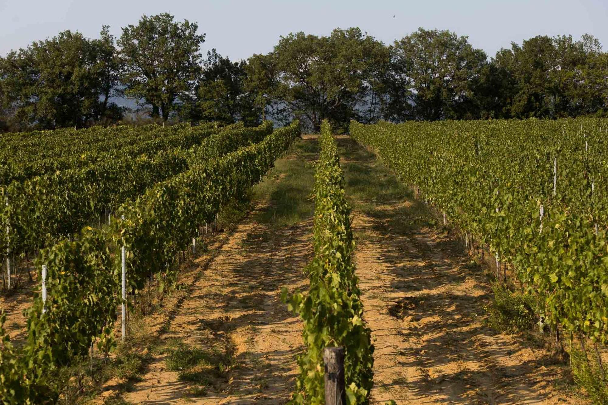 Agriturismo Le Baccane Vinci Eksteriør bilde