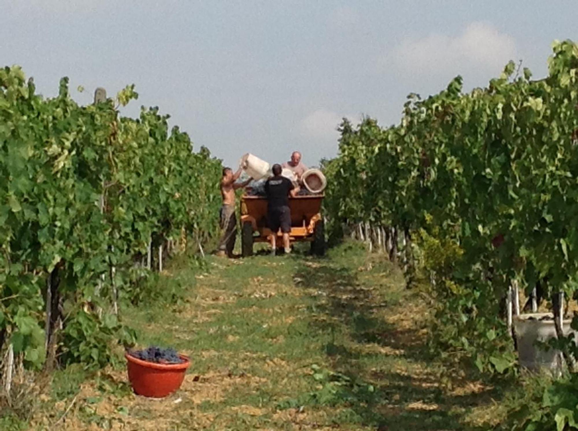 Agriturismo Le Baccane Vinci Eksteriør bilde