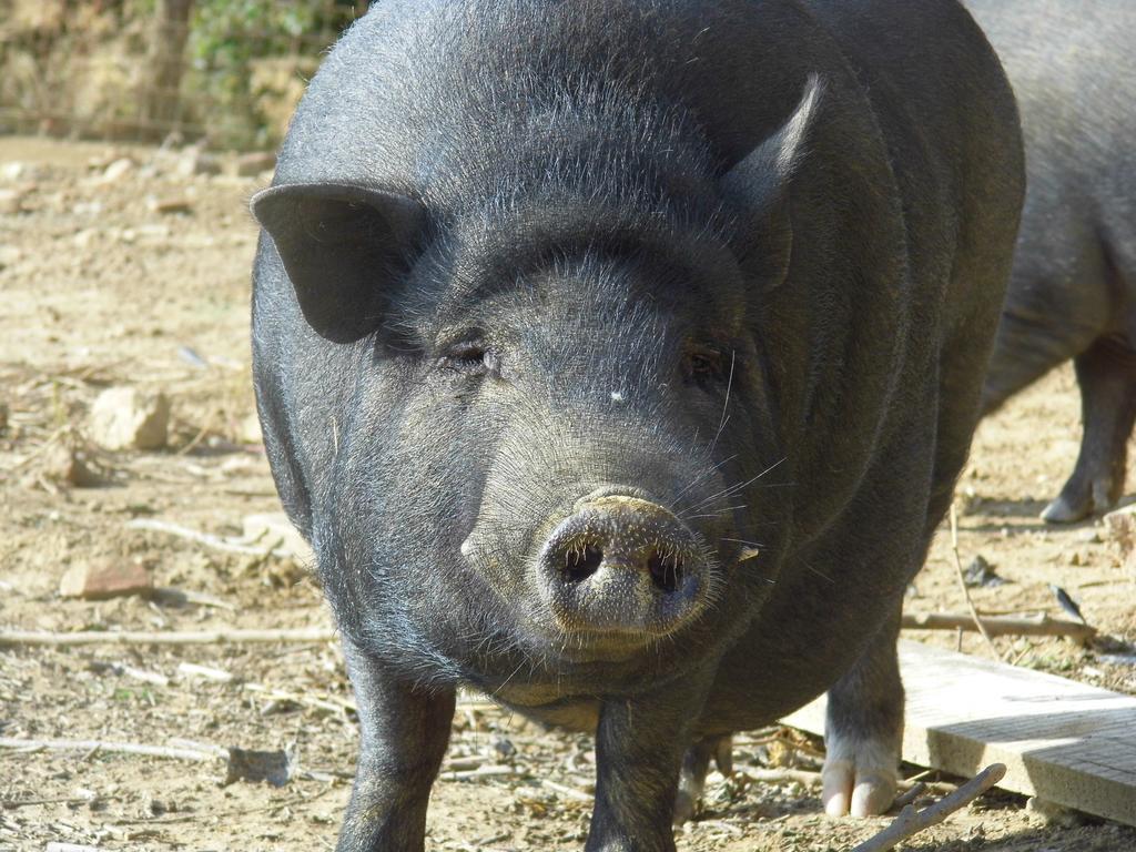 Agriturismo Le Baccane Vinci Eksteriør bilde