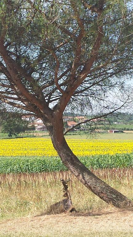 Agriturismo Le Baccane Vinci Eksteriør bilde