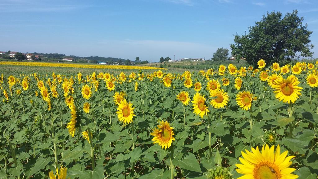 Agriturismo Le Baccane Vinci Eksteriør bilde